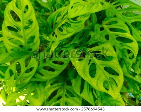 Image, Stock Photo Plant whose name I do not yet know