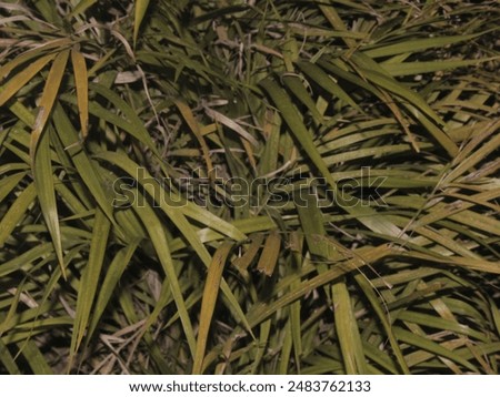 Similar – Image, Stock Photo Plant whose name I do not yet know