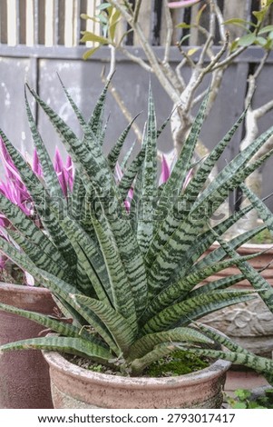 A plant whose name is unknown but is still beautiful