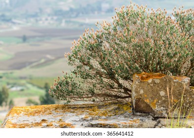 Plant Wild Thyme