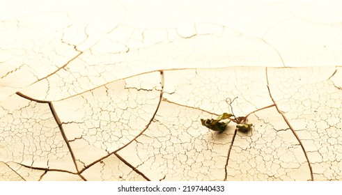 Plant Wilting And Dying In Dry Cracked Desert Soil. Concept Displaying Global Warming Or Climate Change, Drought Damage To Crops, Extreme Heat, Or Other Environmental Disasters.