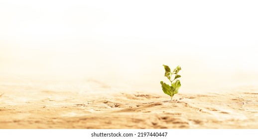 Plant Wilting And Dying In Dry Cracked Desert Soil. Concept Displaying Global Warming Or Climate Change, Drought Damage To Crops, Extreme Heat, Or Other Environmental Disasters.