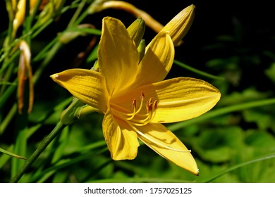 plant with yellow flowers called daylily growing in the garden in the village of Fasty in the Podlasie region in Poland - Shutterstock ID 1757025125