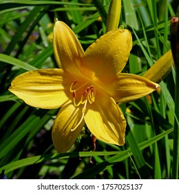 plant with yellow flowers called daylily growing in the garden in the village of Fasty in the Podlasie region in Poland - Shutterstock ID 1757025137