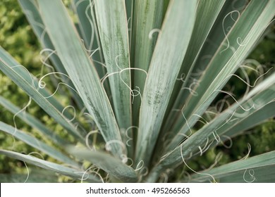 Plant Yucca Filamentosa