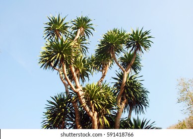 542 Dracaena loureiri Images, Stock Photos & Vectors | Shutterstock