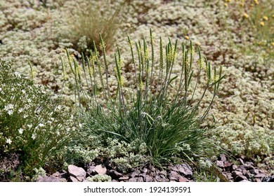 Plantago Holosteum, Plantaginaceae. Wild Plant Shot In Summer.