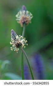 Plantago Lanceolata