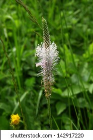 Plantago Lanceolata In Blossom,