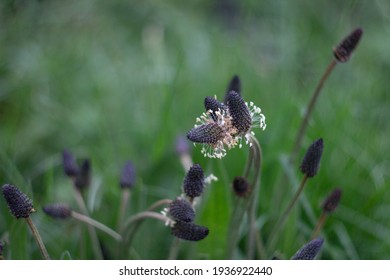 Plantago Lanceolata Or Ribwort Plantain,narrowleaf Plantain,lamb's Tongue,A Common Weed On Cultivated Or Disturbed Land.Is Used Frequently In Herbal Teas And Other Herbal Remedies.Medicine Plant