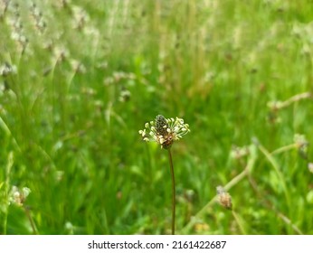 Plantago lanceolata is a species in the plantain family Plantaginaceae. It is known by the  names ribwort plantain, narrowleaf plantain, English plantain, ribleaf, lamb's tongue, buckhorn