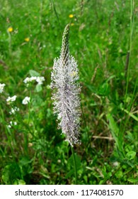 Plantago Major Flowers