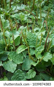 Plantago Major Plants