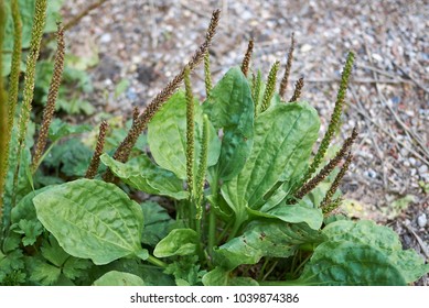 Plantago Major Plants