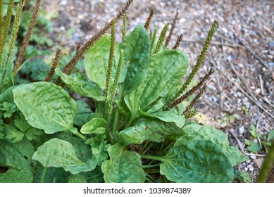 Plantago Major Plants