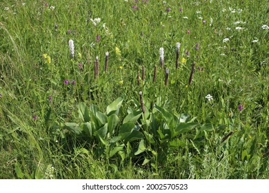 Plantago Maxima,  Plantaginaceae. Wild Plant Shot In Summer.