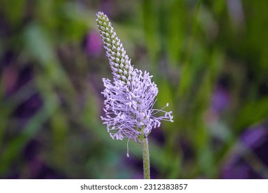 Plantago media, Hoary plantain, Plantaginaceae. Wild plant shot in spring.