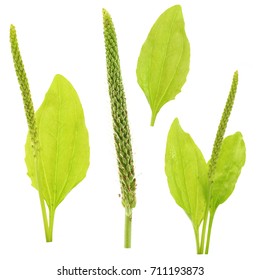 Plantago On A White Background