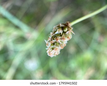 Plantago Ovata In Macro View.