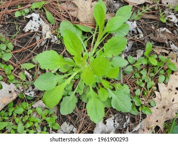 Plantago Plant Plantain Weed Growing In The Forest. Plant Botany Photo