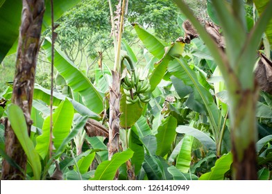 Plantain Banana Farm