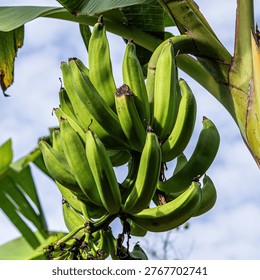 Plantain Bundle attached to tree