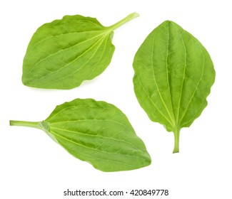 Plantain Leaves Isolated