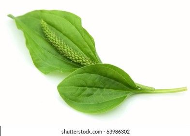 Plantain Leaves On A White Background