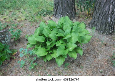 Plantain Lily