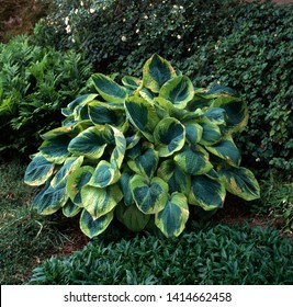 Plantain Lily In A Garden