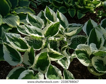 Plantain lily (hosta) 'Patriot' with large, ovate-shaped, satiny, dark green leaves adorned with irregular ivory margins growing in the garden