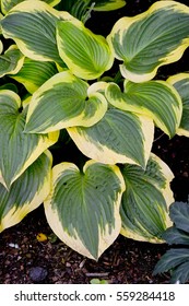 Plantain Lily, Hosta 'Shade Fanfare' with green leaves and yellow edge (Hosta Hybride) - Shutterstock ID 559284418