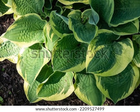 Plantain lily (hosta) x 'Wide Brim' forms attractive, dome-shaped mound of broadly heart-shaped, dark green leaves with a blue cast, widely and irregularly margined yellow