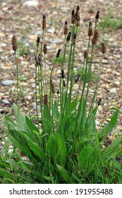 Plantain, Plantago Lanceolata