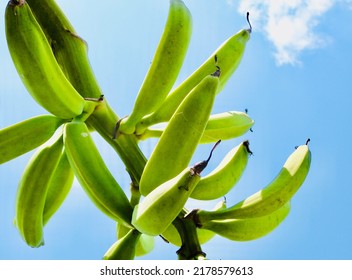 A Plantain Tree Fruiting In Africa