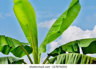 Plantain Tree On A Bright Summer Day