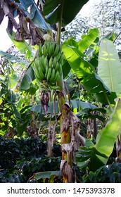 6,314 Plantain Tree Images, Stock Photos & Vectors | Shutterstock