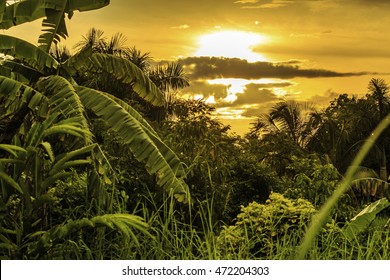 Plantation Bakkie In Surinam