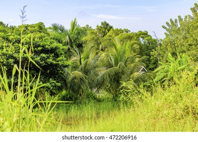 Plantation Bakkie In Surinam