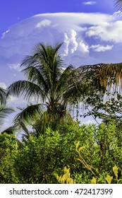 Plantation Bakkie In Surinam