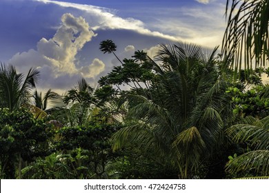 Plantation Bakkie In Surinam