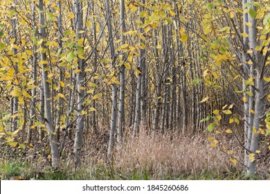 Plantation Of Black Cottonwood Trees, Populus Trichocarpa