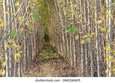 Plantation Of Black Cottonwood Trees, Populus Trichocarpa