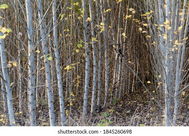 Plantation Of Black Cottonwood Trees, Populus Trichocarpa