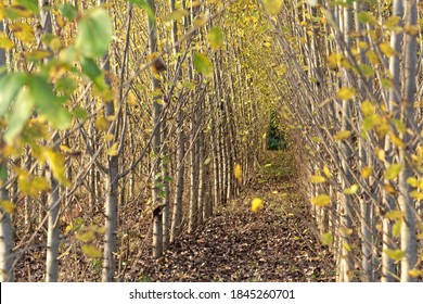 Plantation Of Black Cottonwood Trees, Populus Trichocarpa