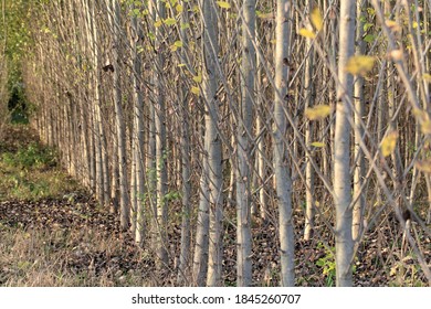 Plantation Of Black Cottonwood Trees, Populus Trichocarpa