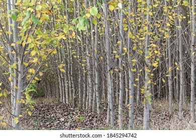 Plantation of black cottonwood trees, Populus trichocarpa