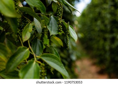 plantation of black pepper. Phu Quoc island, Vietnam