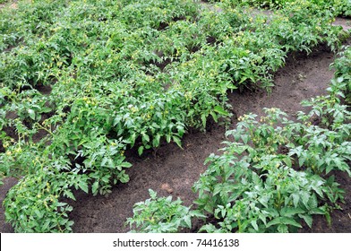 plantation of a blooming tomatoes - Shutterstock ID 74416138