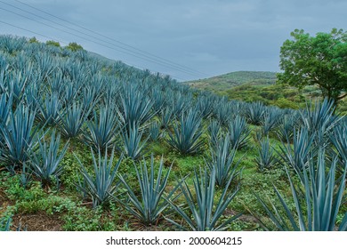 Plantation of blue agave in the field to make tequila                  